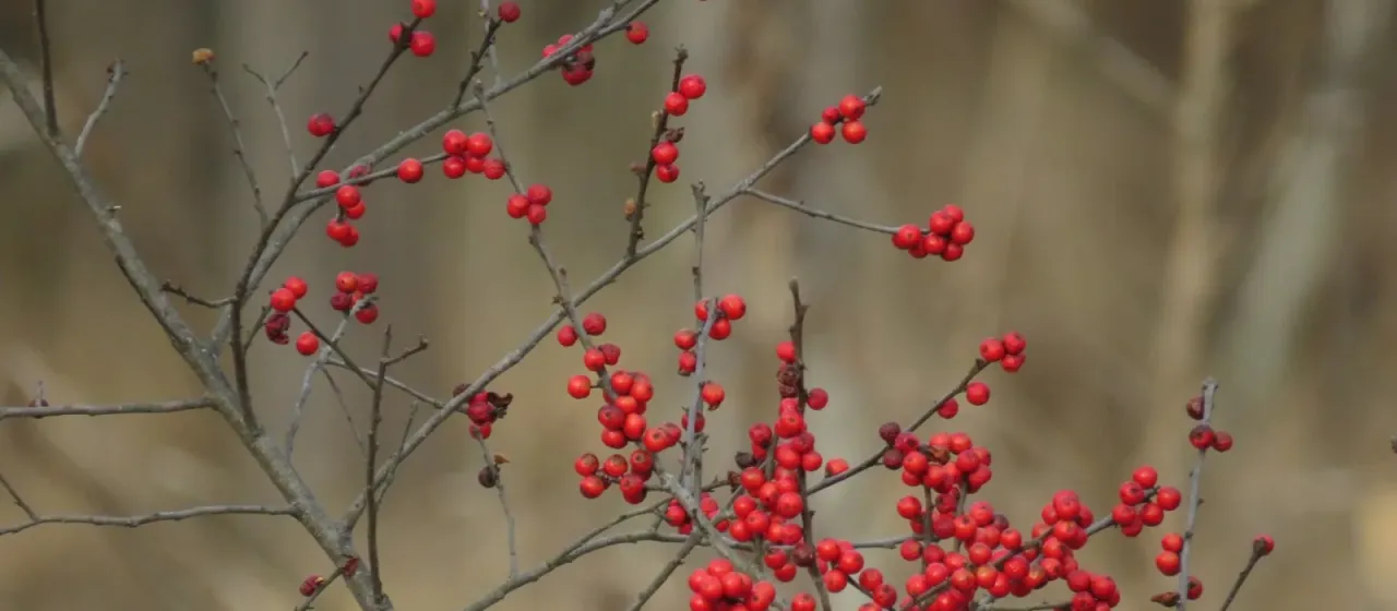 Winterberry