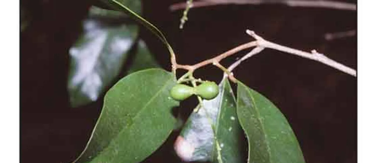Lepisanthes senegalensis