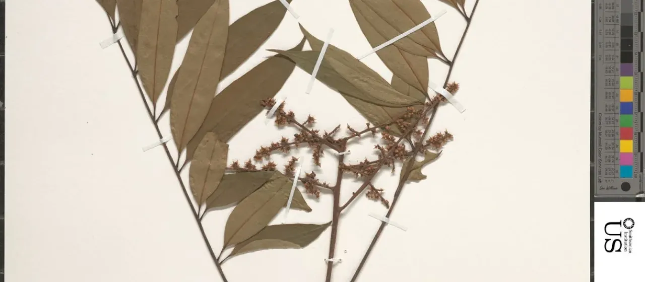 Guioa diplopetala