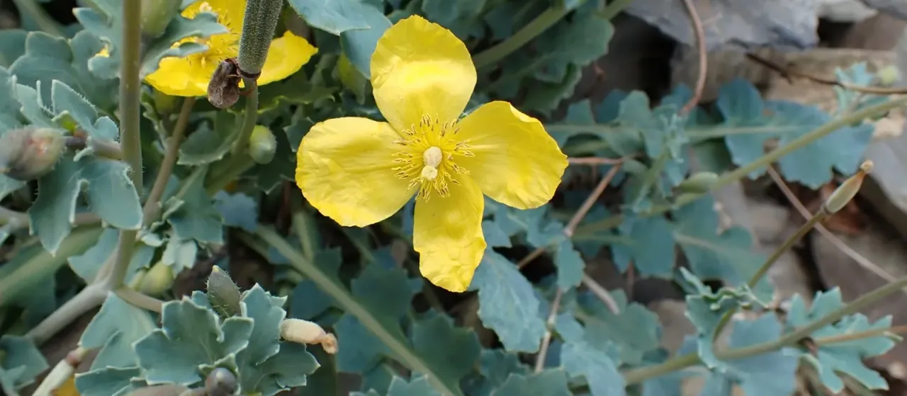 Dicranostigma lactucoides