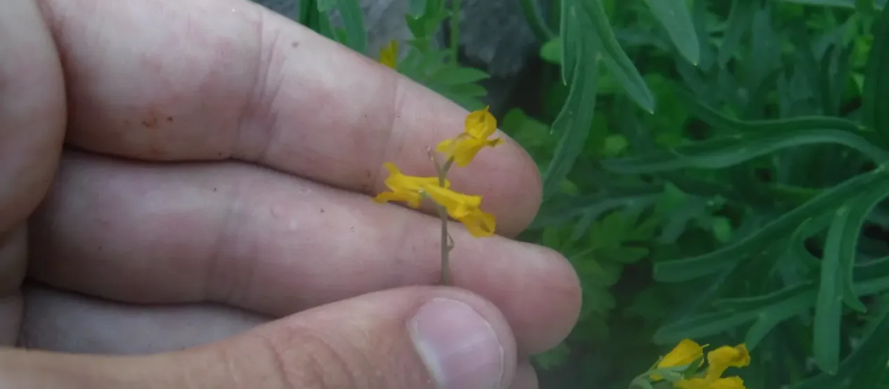 Siberian corydalis