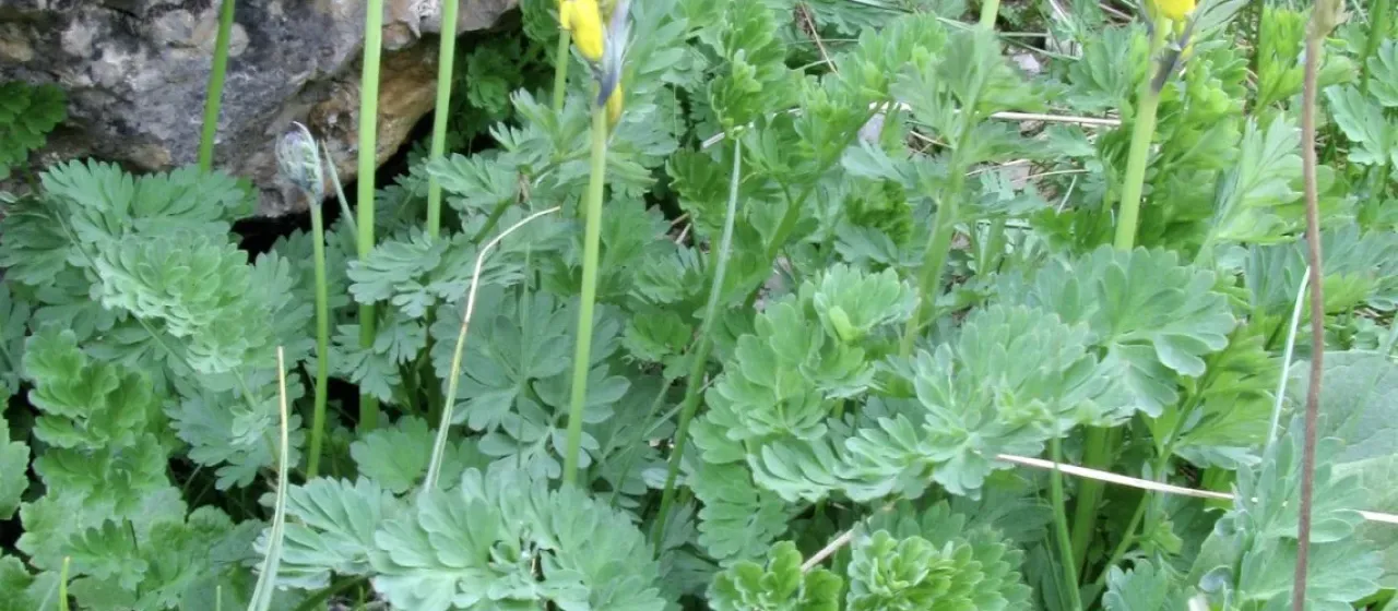 Gortschakov's corydalis