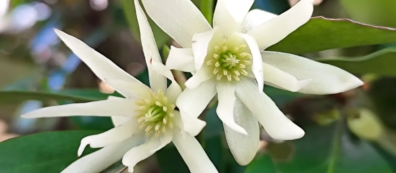 Japanese star anise