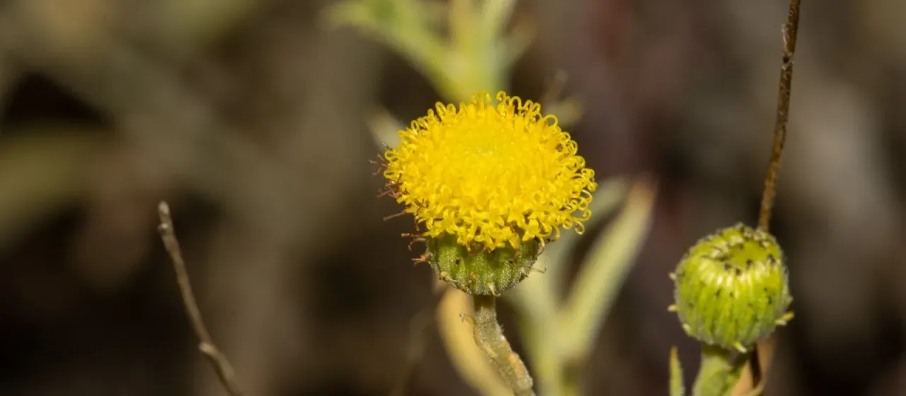 Leiocarpa
