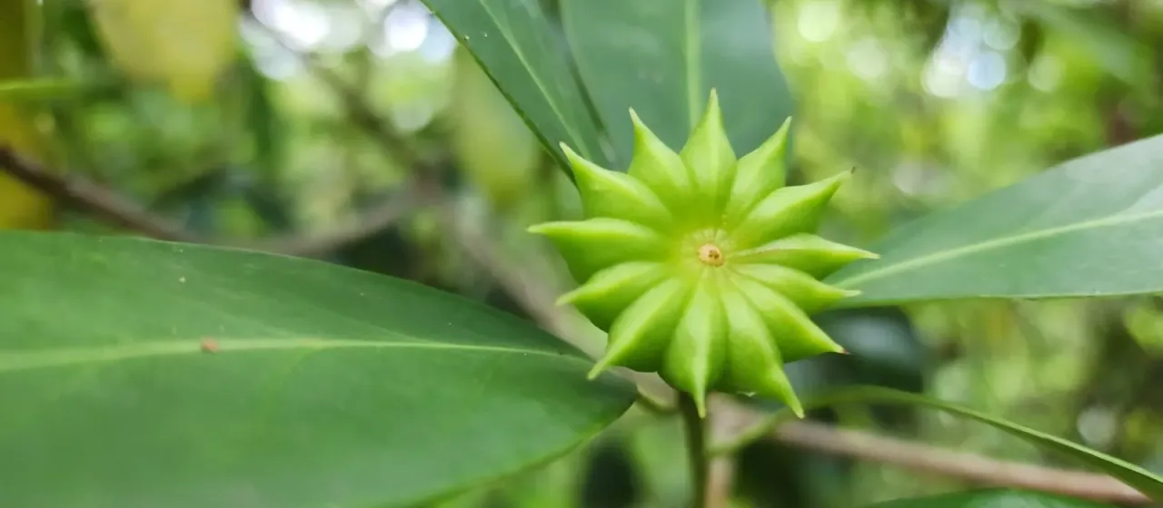 Swamp star-anise