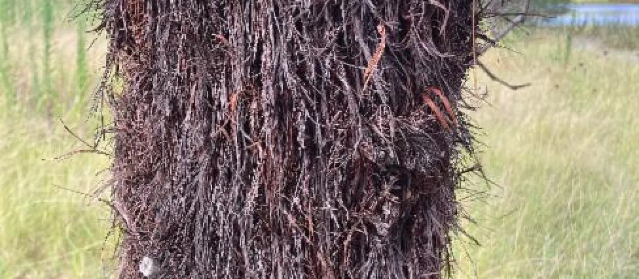 Stringybark she-oak