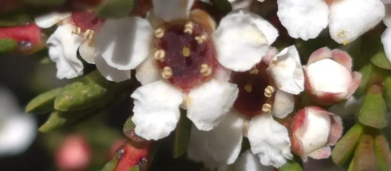 Baeckea gunniana