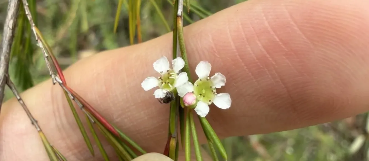 Baeckea linifolia