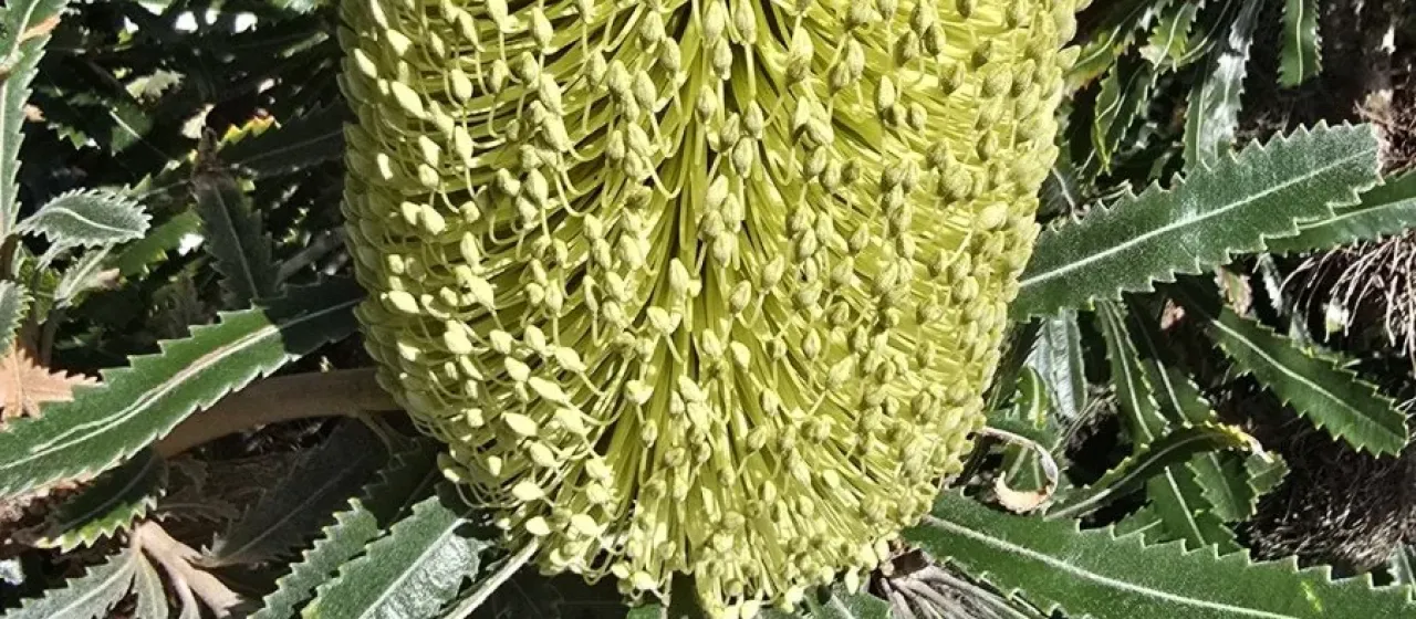 Банксия эмуля