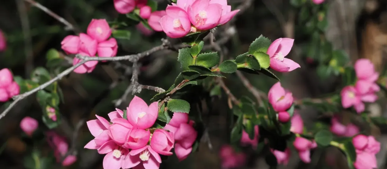 Native rose