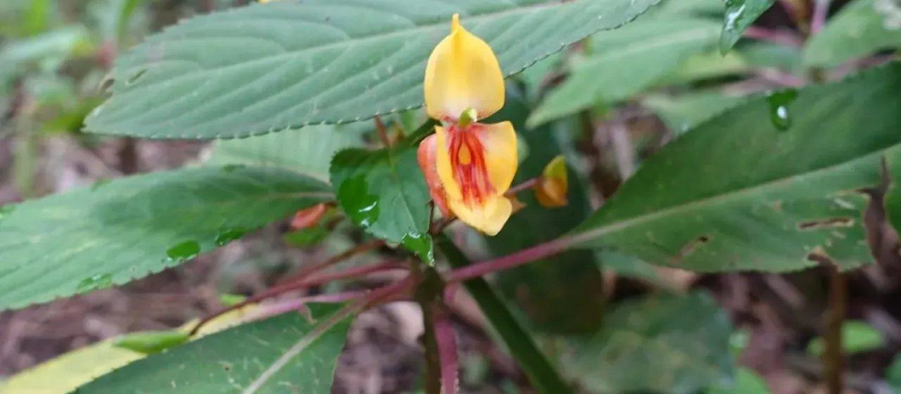 Gold-haired balsam