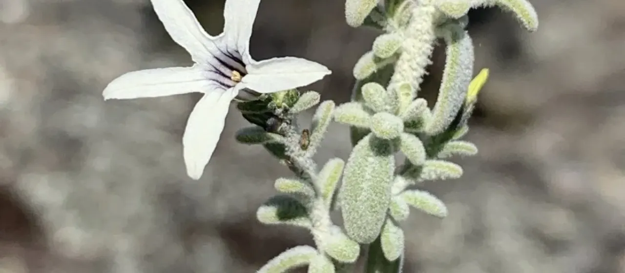 Cyphanthera albicans