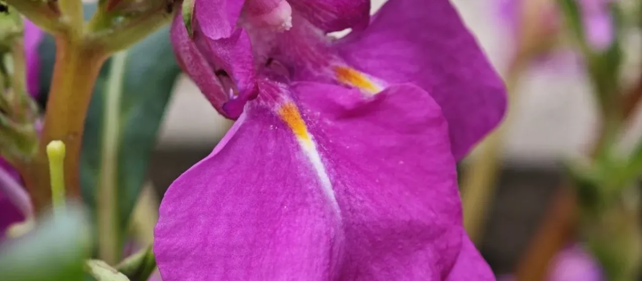 Garden balsam