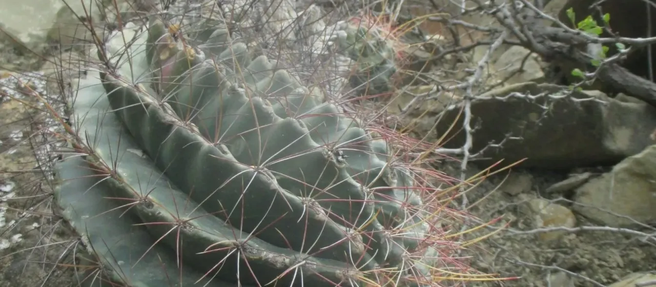 Ferocactus hamatacanthus