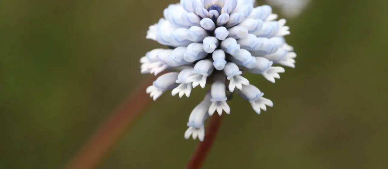 Conospermum huegelii