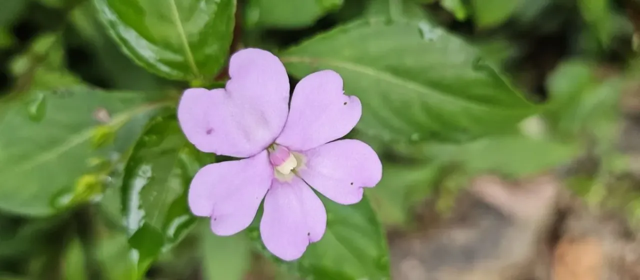 Impatiens flaccida