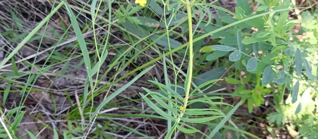 Patrinia rupestris