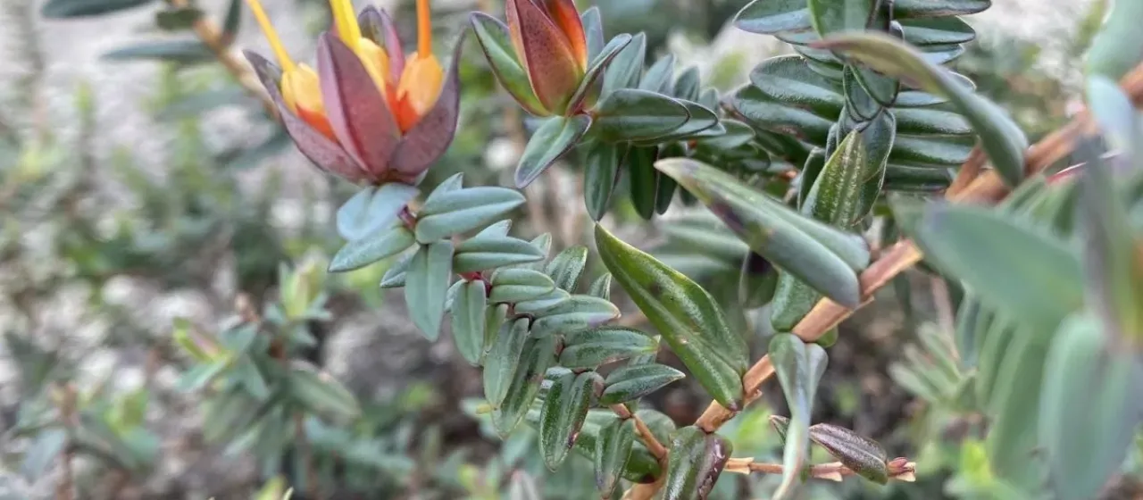 Lemon-scented Darwinia