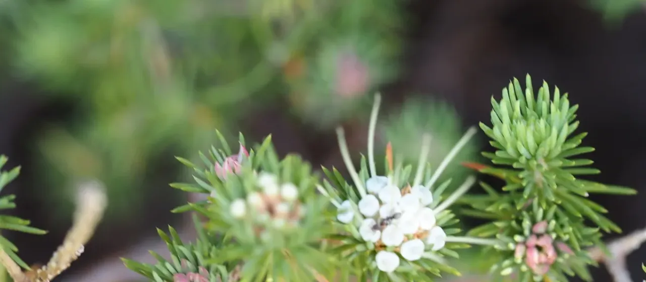 Darwinia fascicularis