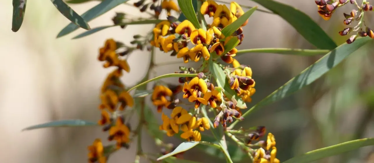 Daviesia mimosoides