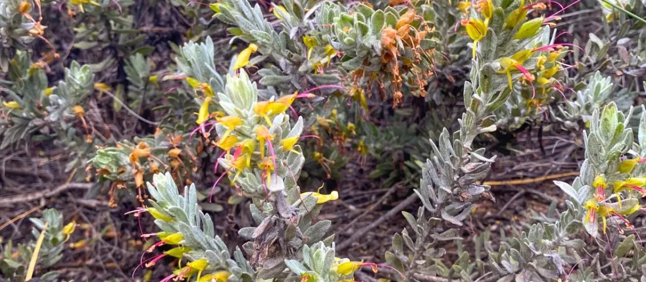 Eremophila subfloccosa
