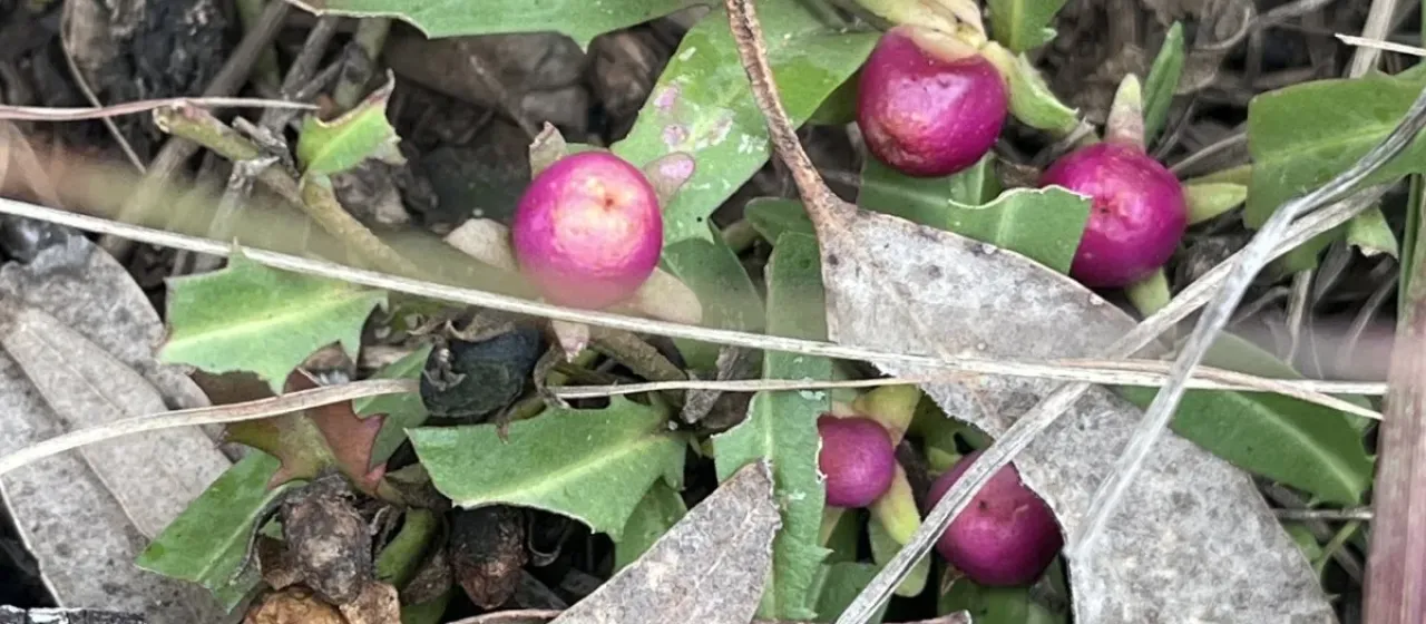 Winter apple bush