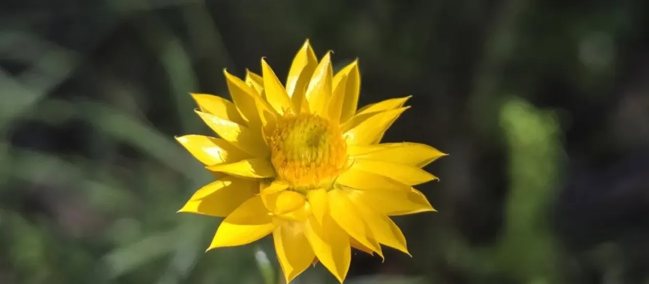 Sticky paper daisy