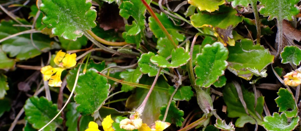 Ivy-leaf goodenia