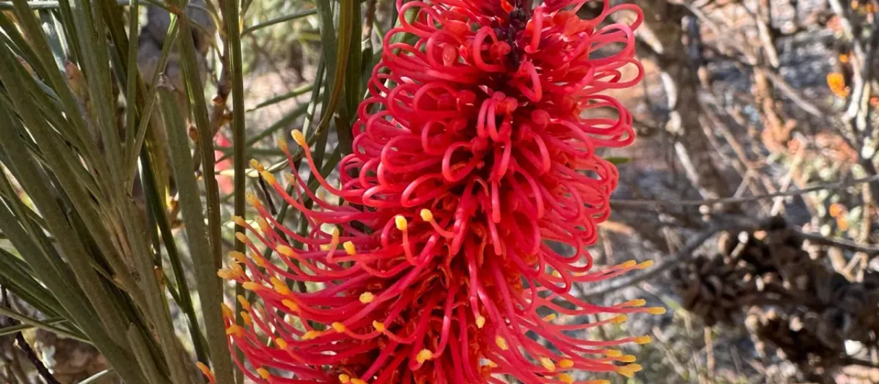Hakea bucculenta