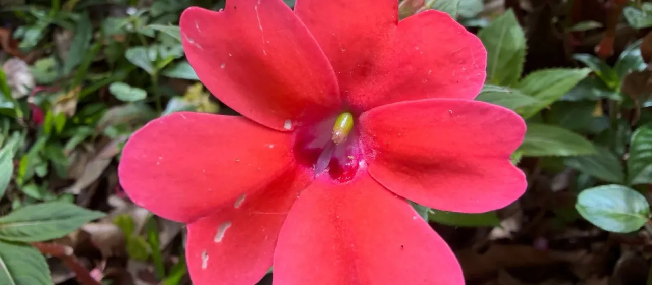 New Guinea Impatiens