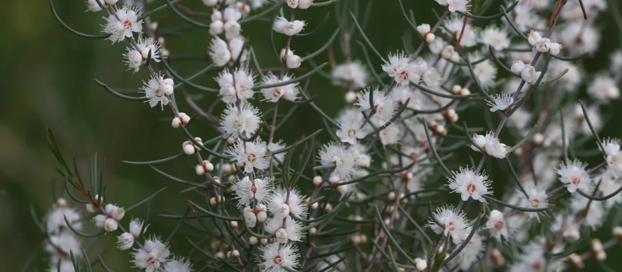 White myrtle