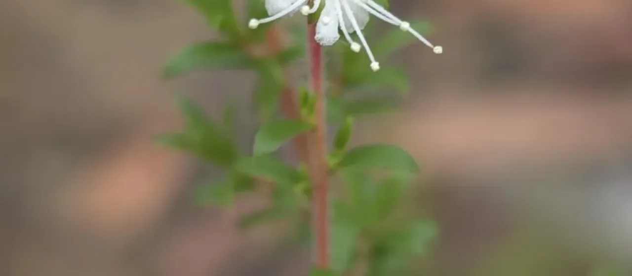 Kunzea ambigua
