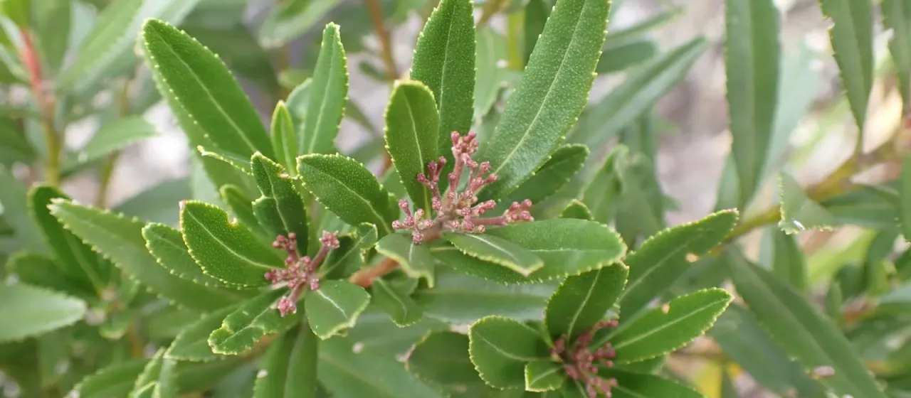 Leionema coxii
