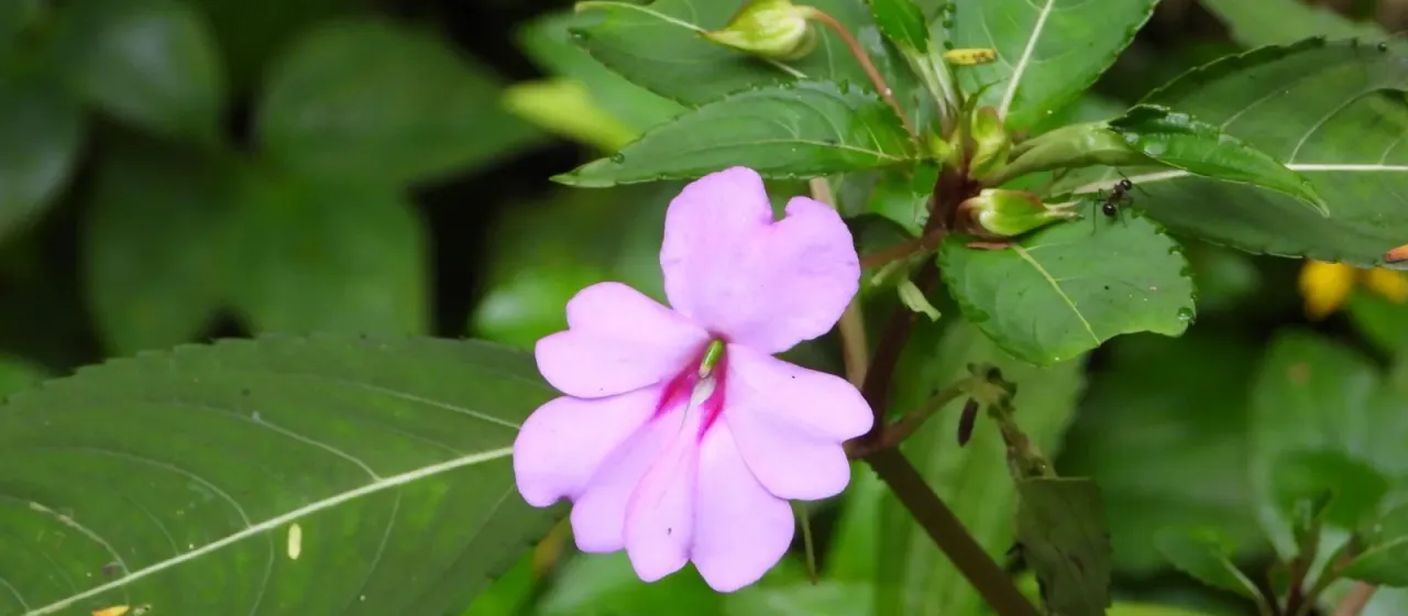 Broad-leaved balsam