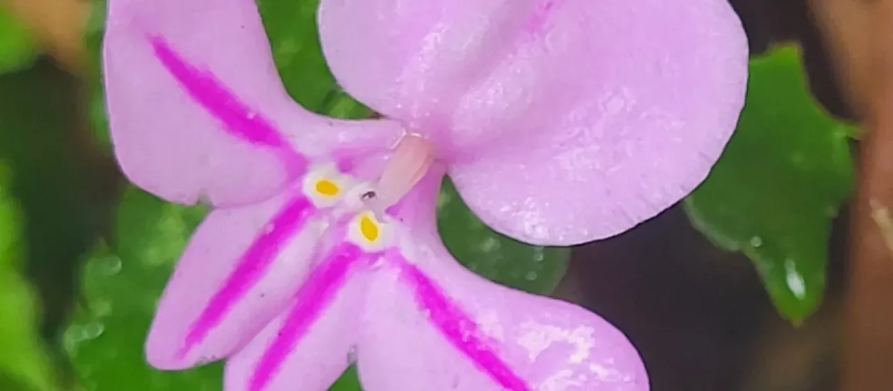 Impatiens pseudoviola