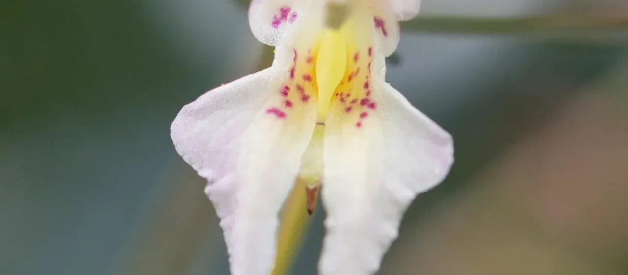 Radiated Balsam
