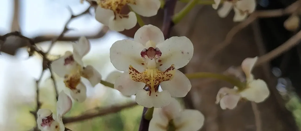 Trichocentrum stramineum