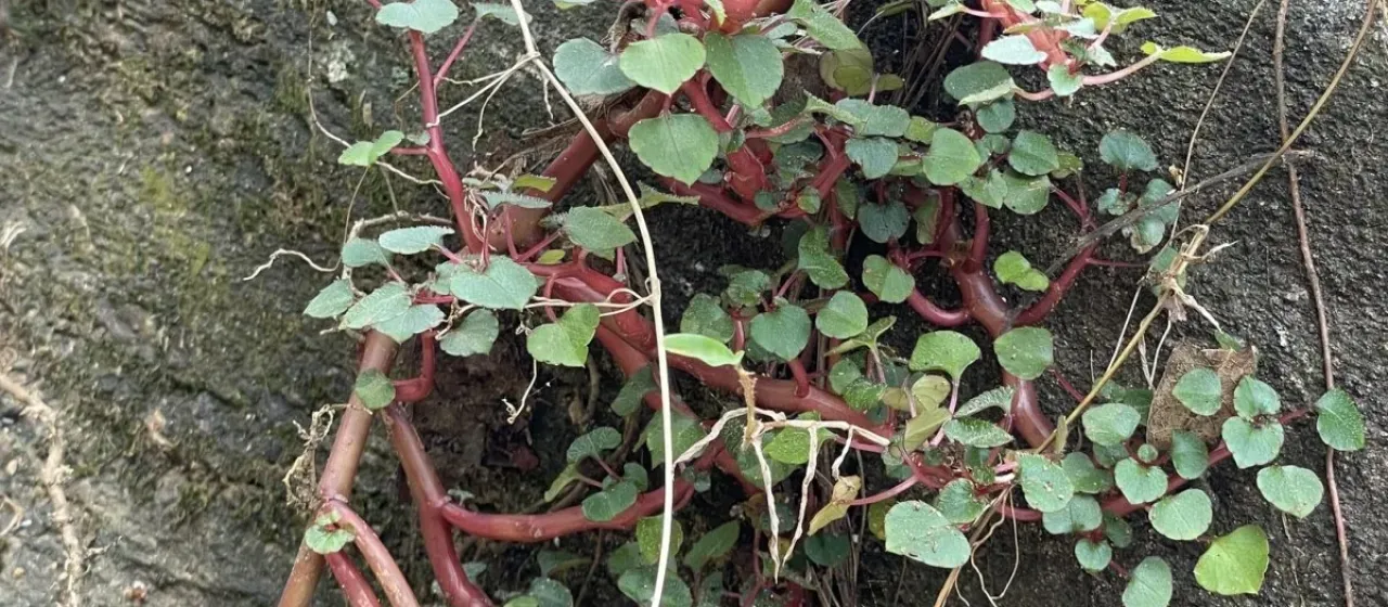 Impatiens repens