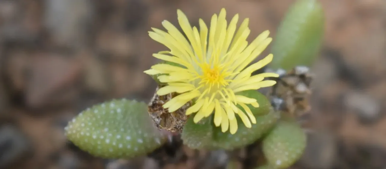 Delosperma echinatum
