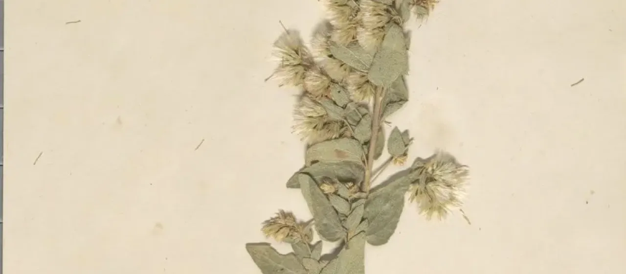 Brickellia cavanillesii
