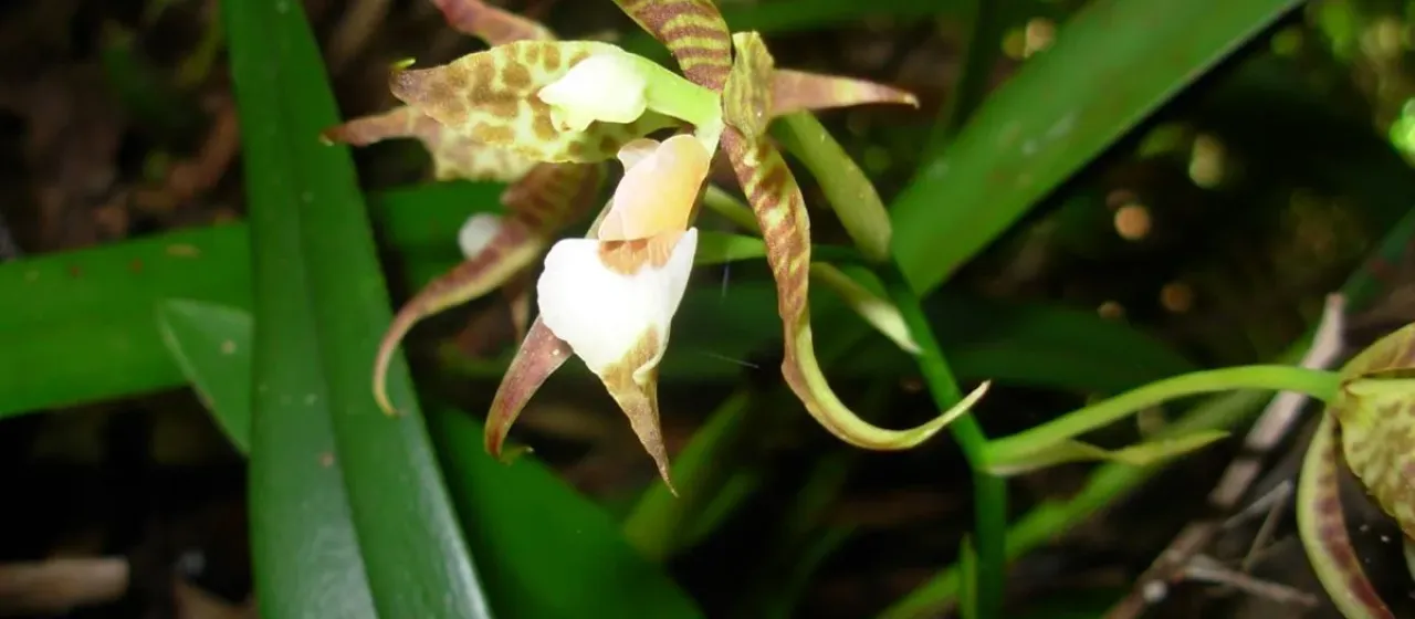 Rhynchostele cordata