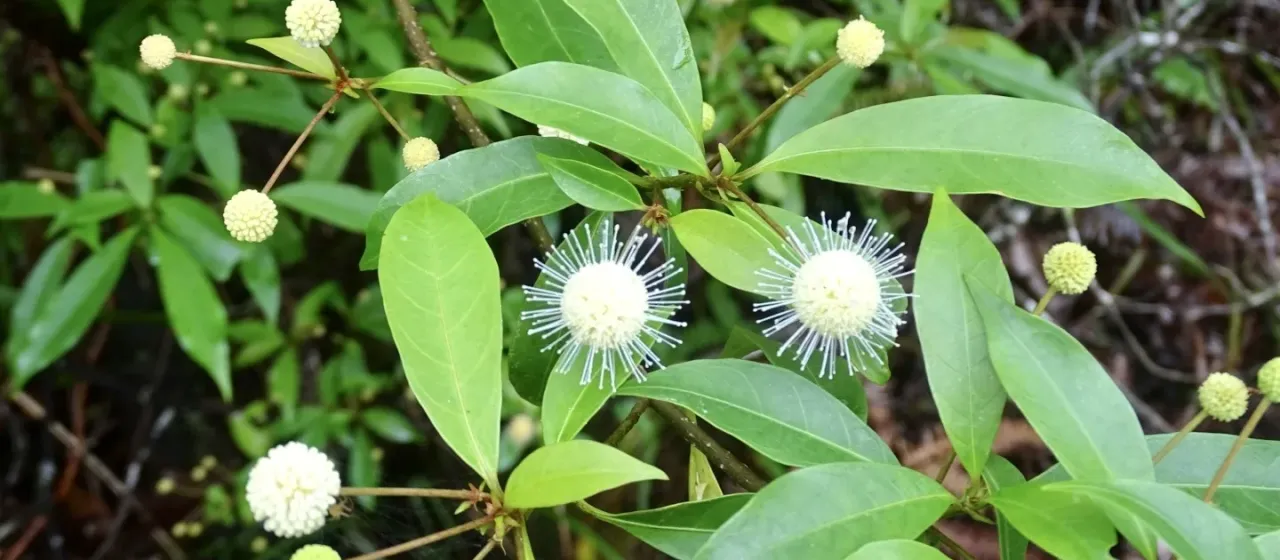 Adina pilulifera