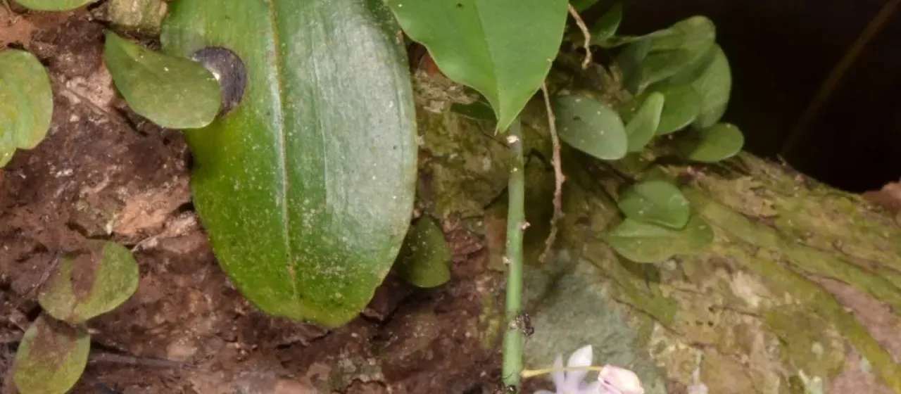 Phalaenopsis deliciosa