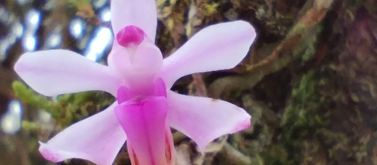 Phalaenopsis taenialis