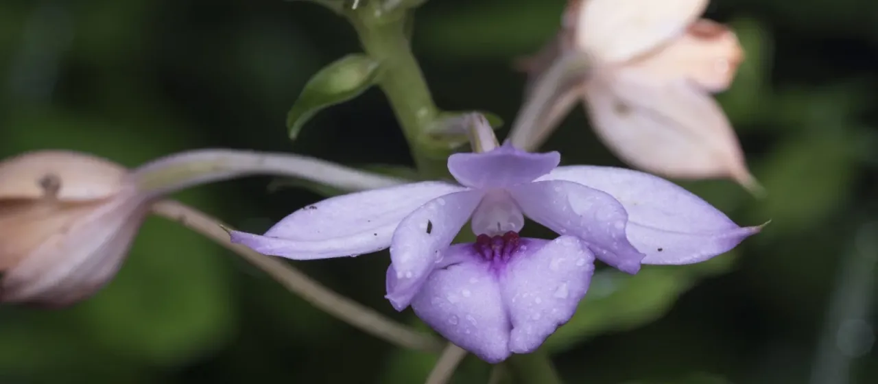 Calanthe masuca