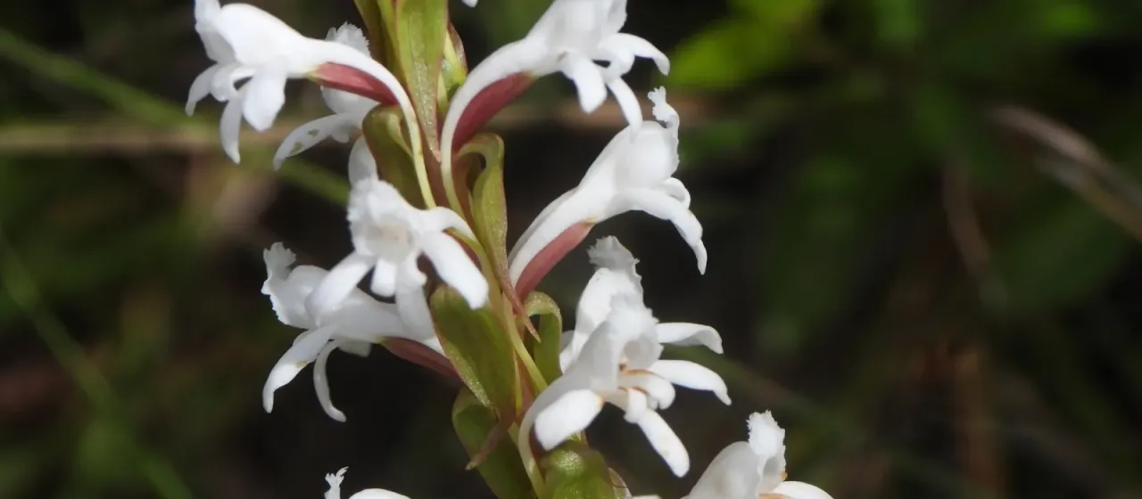 Satyrium amoenum