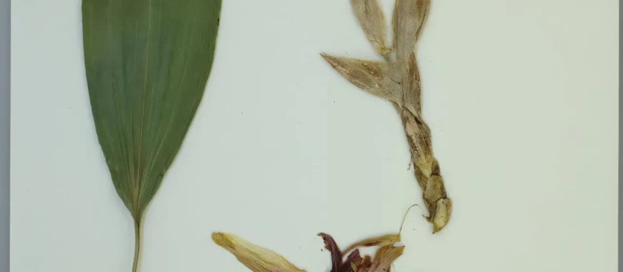Stanhopea hernandezii
