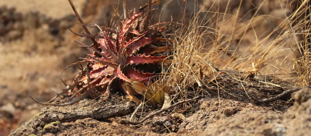 Hechtia jaliscana