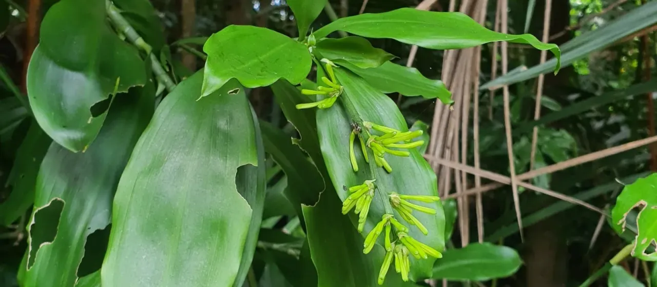 Dracaena umbratica