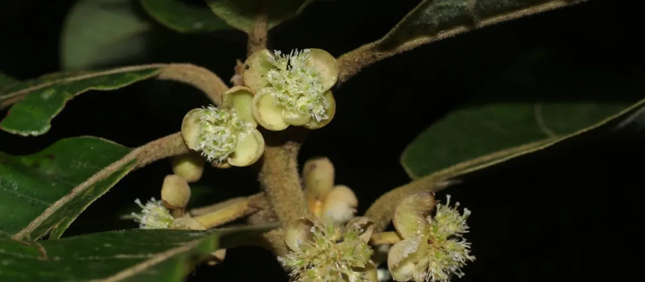 Ligustrum-leaved litsea